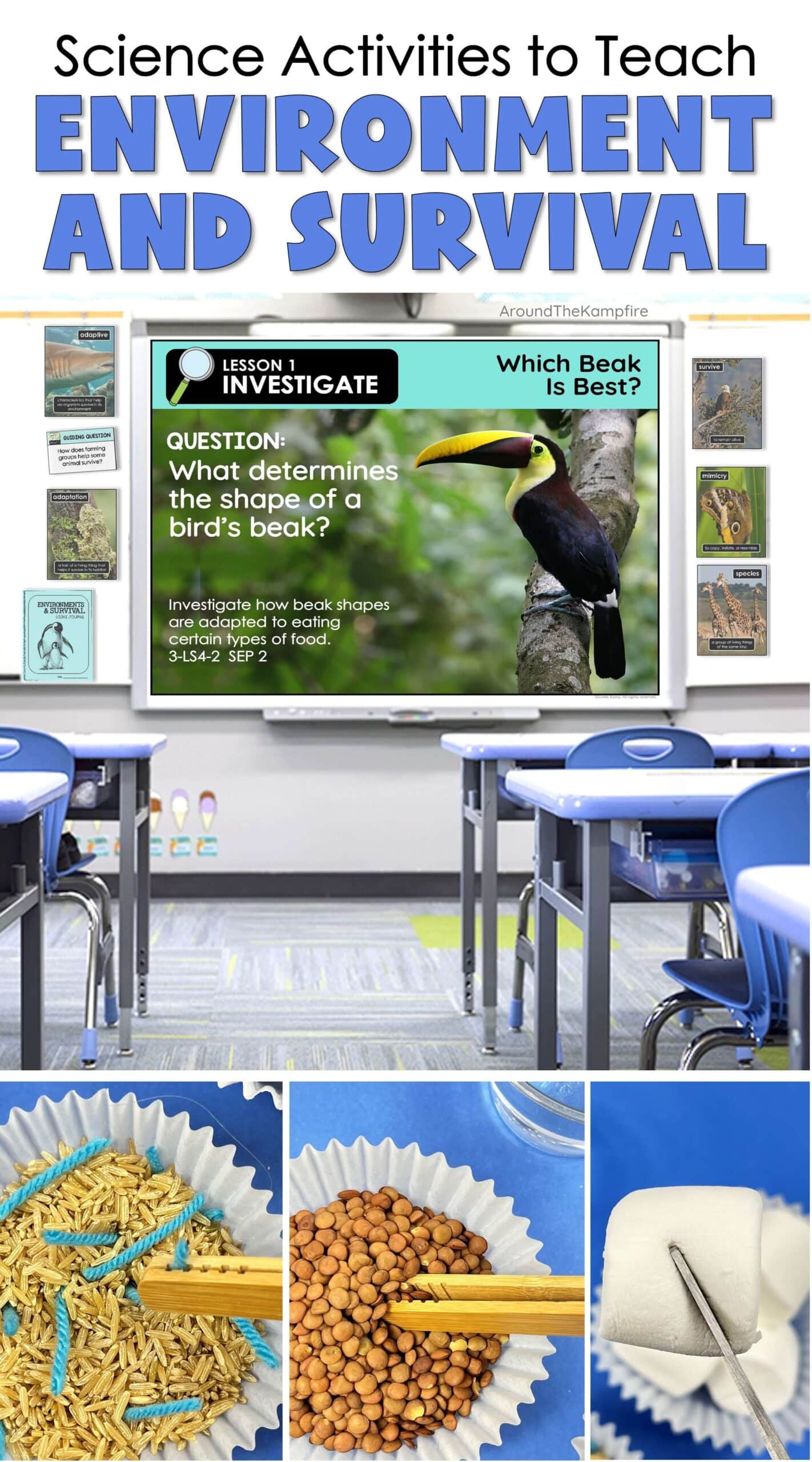 Third grade science experiments and activities to teach environments, survival and adaptation.