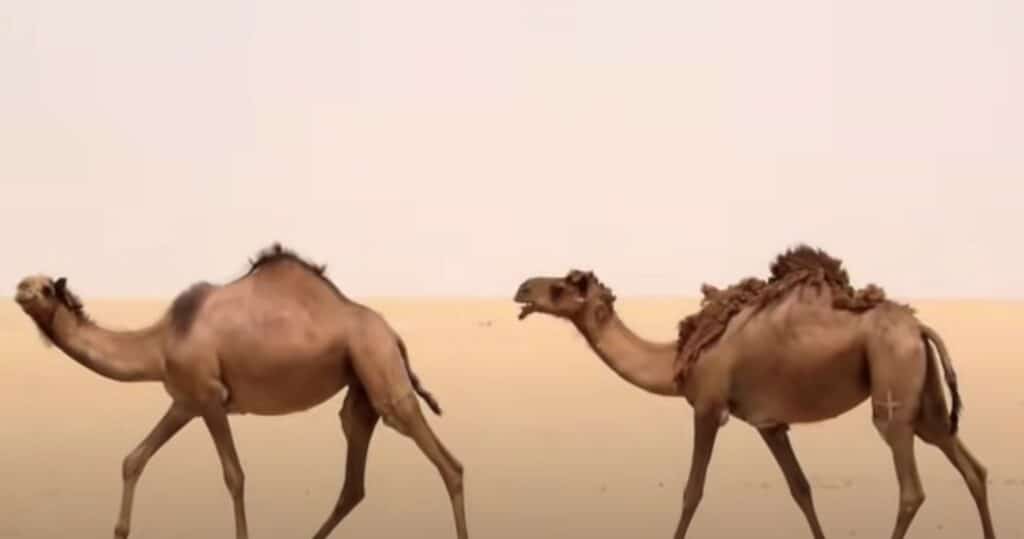 animal adaptations video