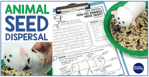 Animal attachment seed dispersal example.