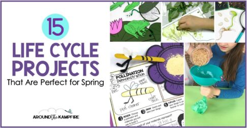 Life Cycle Projects for frog, butterfly and plant life cycles