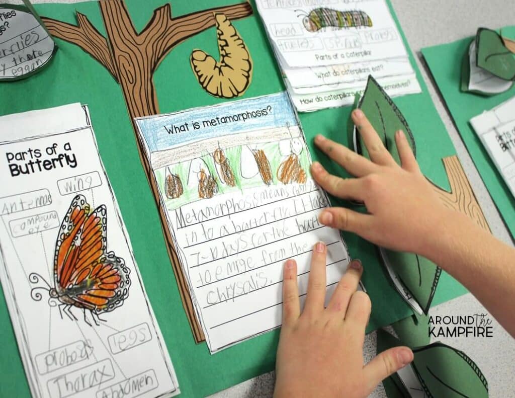 Butterfly life cycle activities- We made foldable lapbooks where students write to explain metamorphosis.