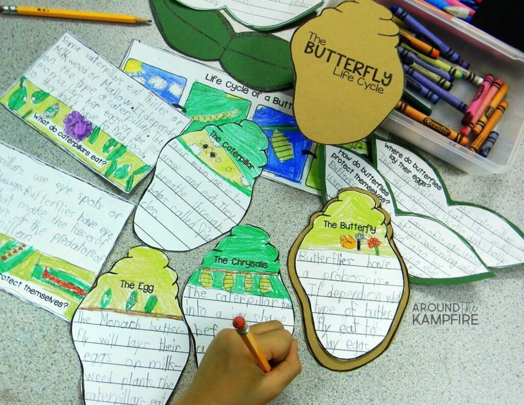 Butterfly life cycle mini books where students write about the life cycle to add to a foldable butterfly booklet.