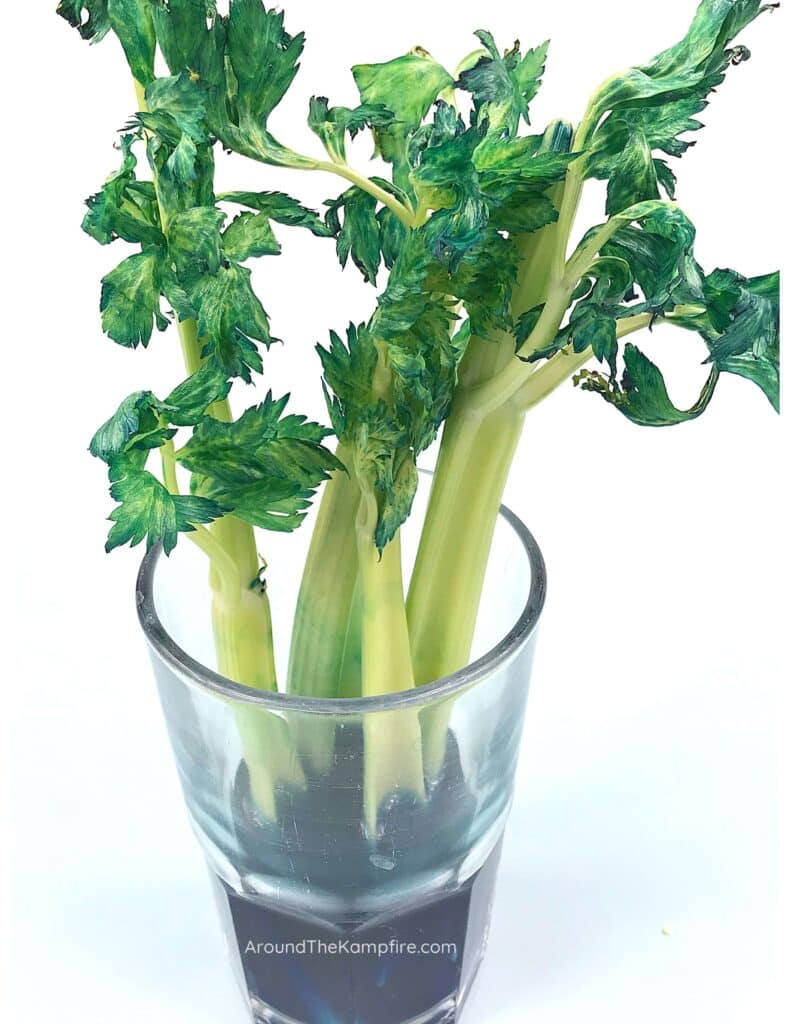 celery experiment for 2nd grade science