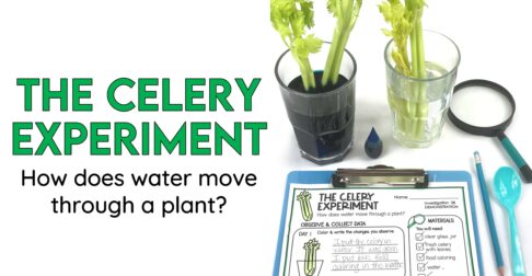 Celery experiment for kids in 2nd grade science.