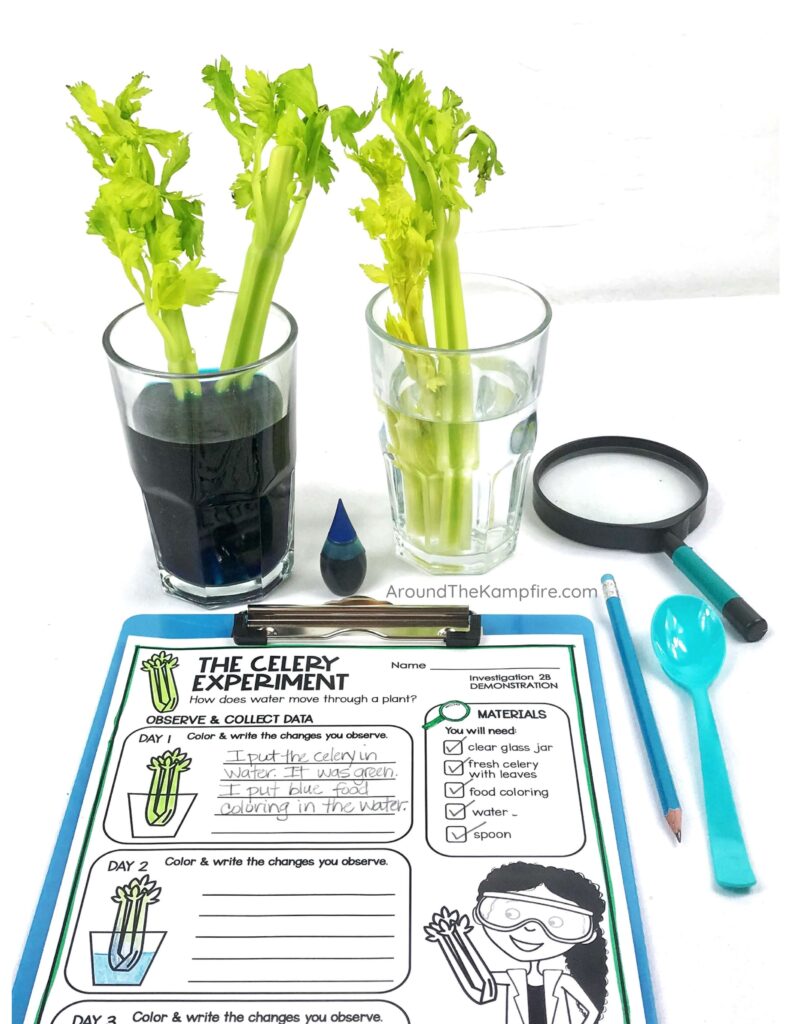 celery experiment lab sheet