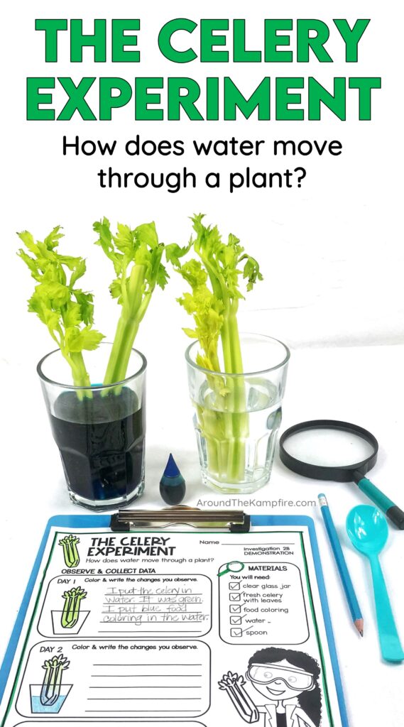 celery science experiment for kids