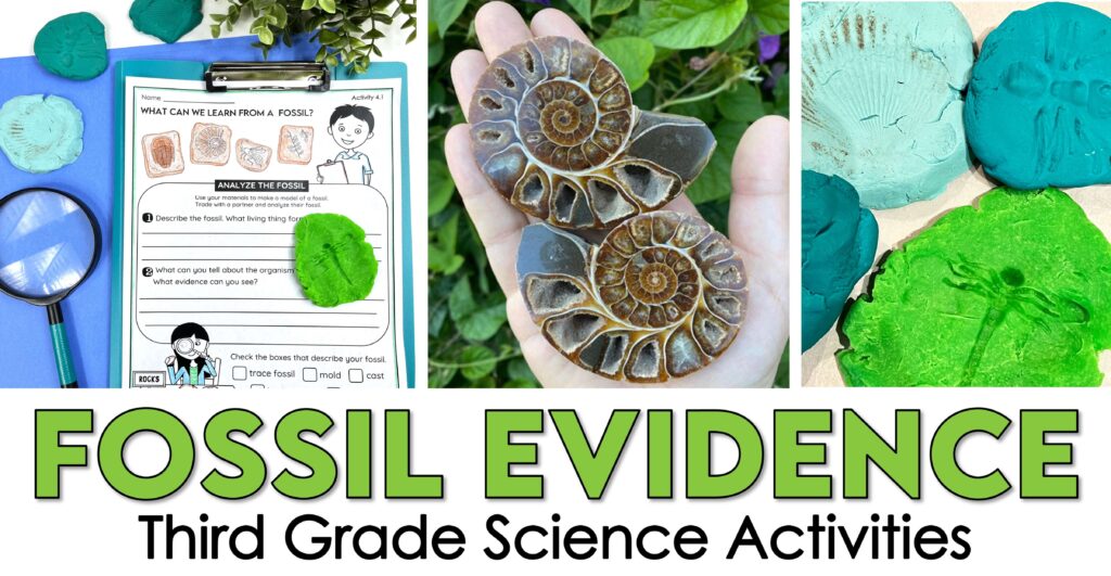 Pictures of fossils for article about fossil evidence activities for 3rd grade science.