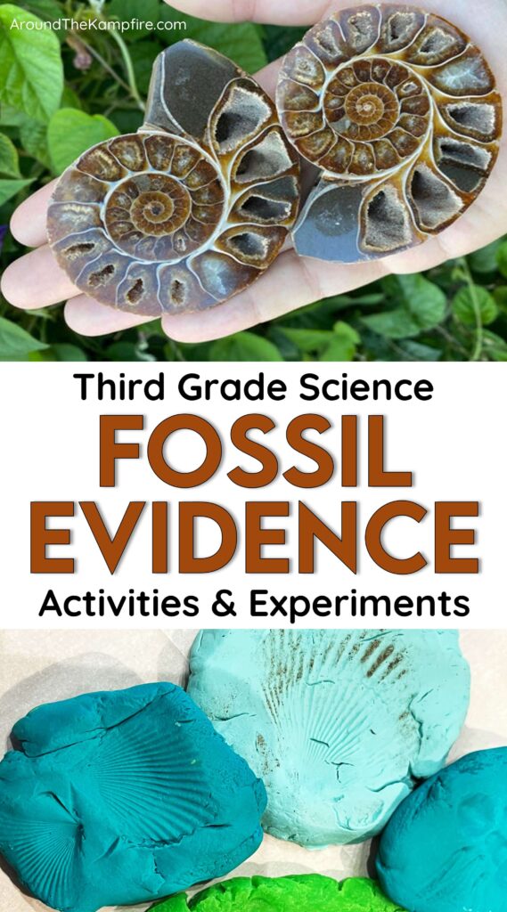 Pictures of fossils for article about fossil evidence activities for 3rd grade science.