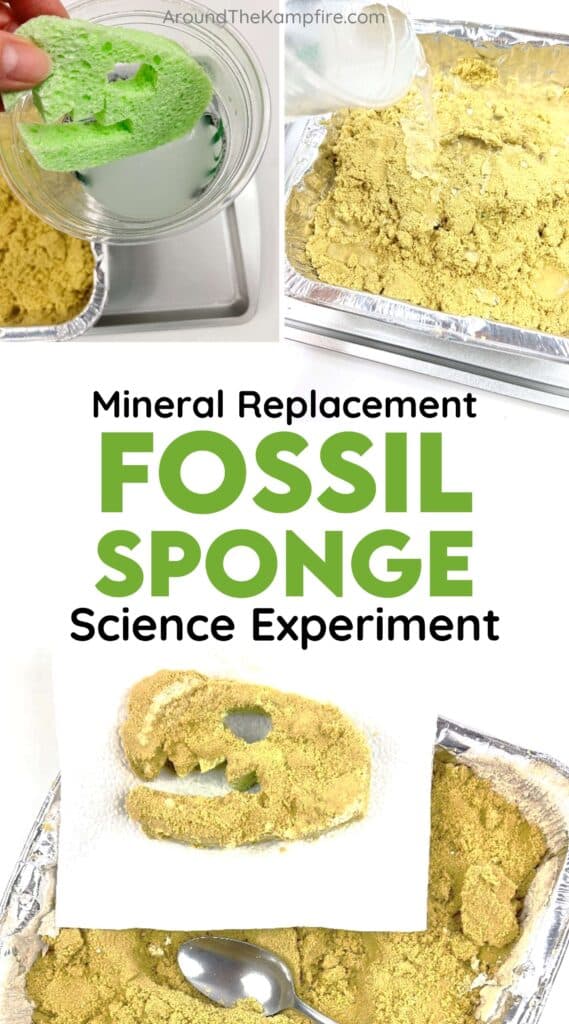 fossil experiment 3rd grade science