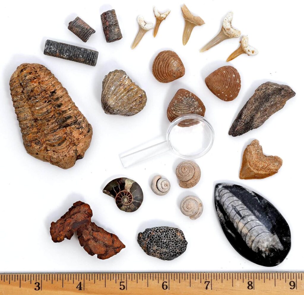fossil kit from amazon.