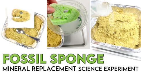 Easy fossil experiment for 3rd grade