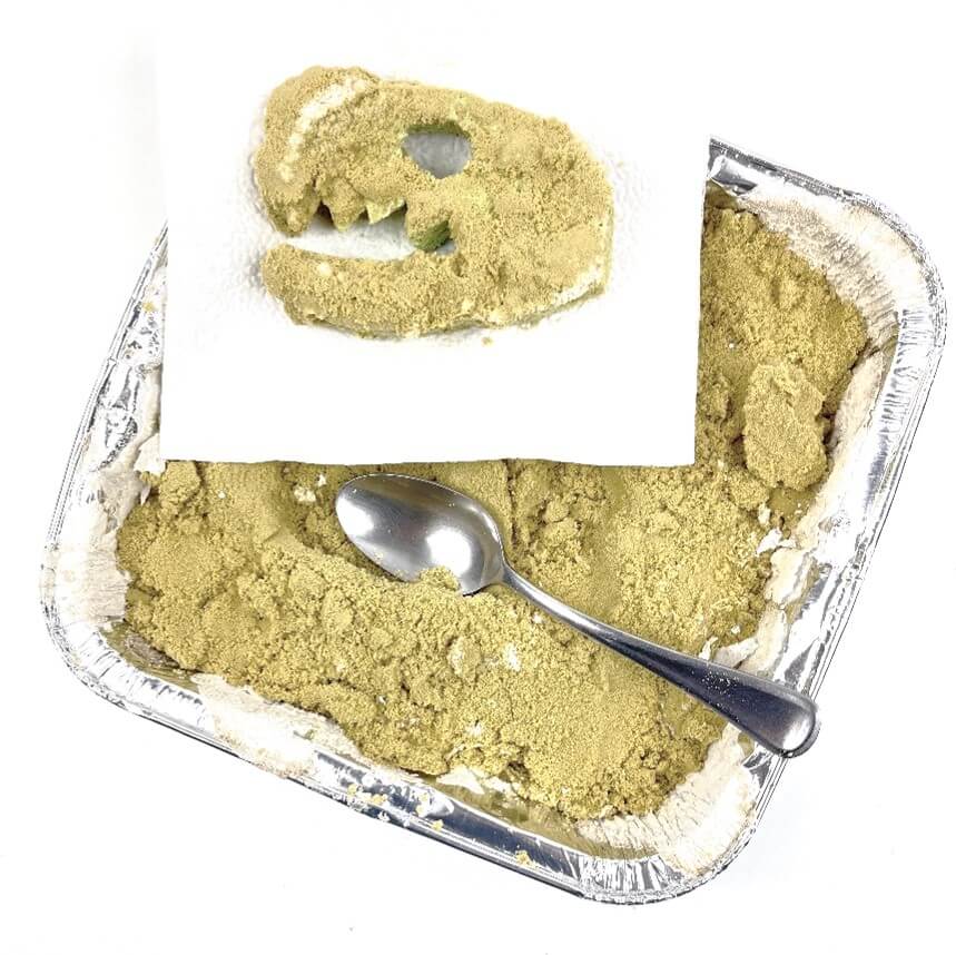 fossil sponge experiment 3rd grade