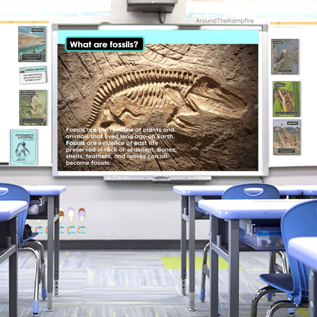 Fossils lesson teaching slides on a Smartboard in a classroom.