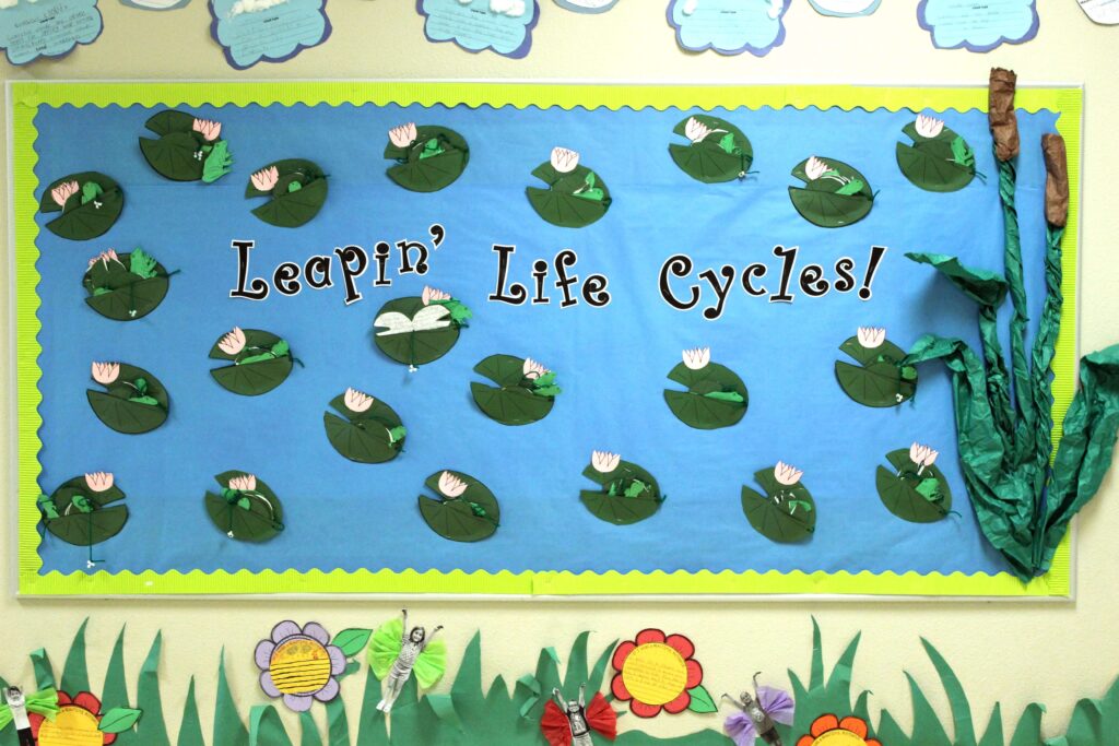 Frog life cycle Spring hallway display
