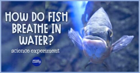 Ocean animal fish adaptation science experiment to show how fish breathe underwater.