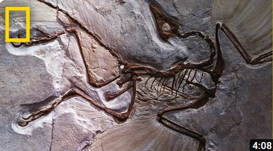 L4 fossils 101