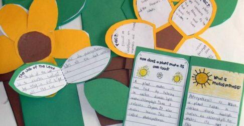 Plant life cycle activities with foldable booklet. Part of a complete science unit for 1st, 2nd, and 3rd grade.