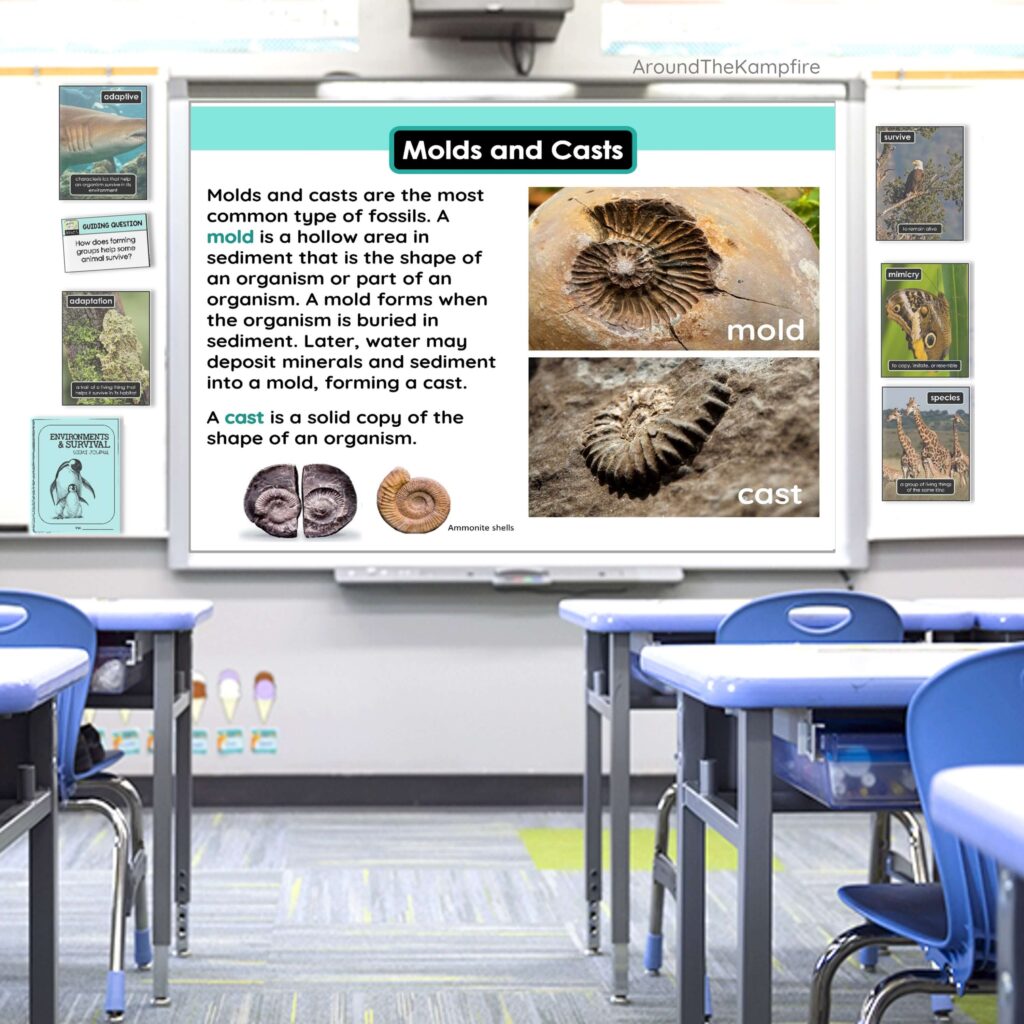 Third grade science lesson on the fossils with teaching slides on a Smartboard in a classroom.