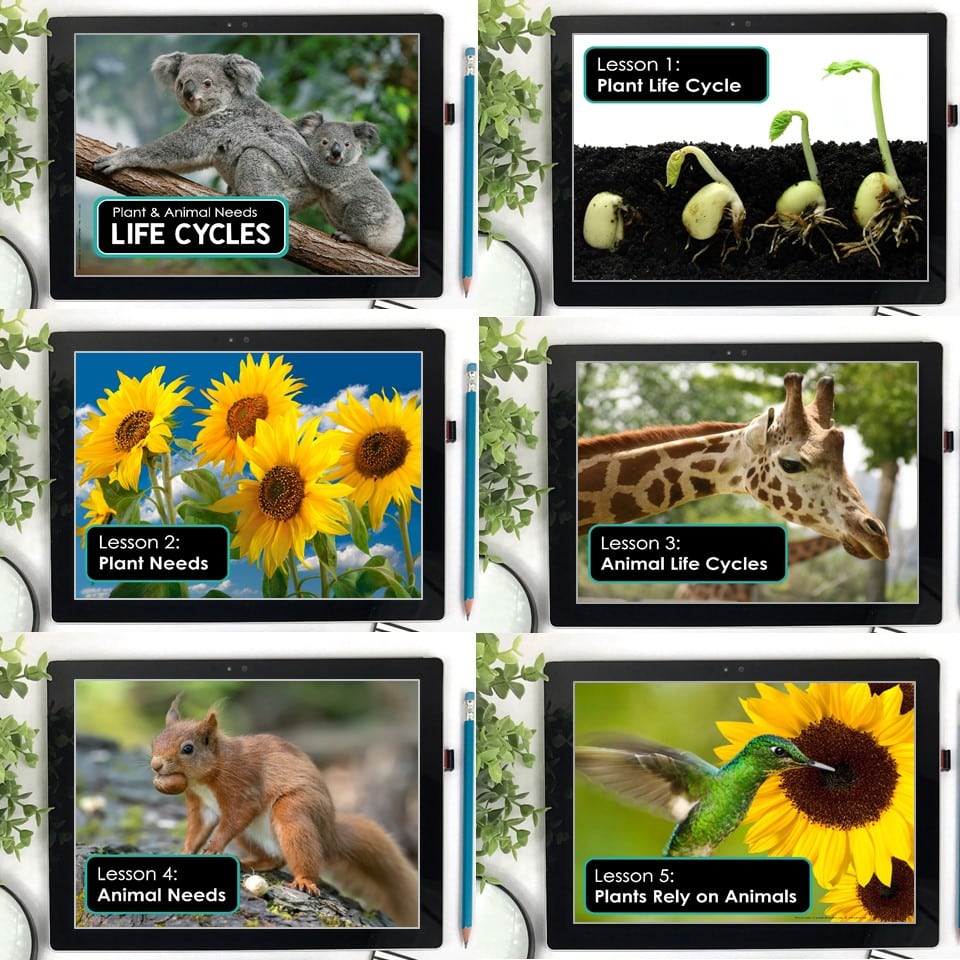 Interdependence of plants and animals ppt