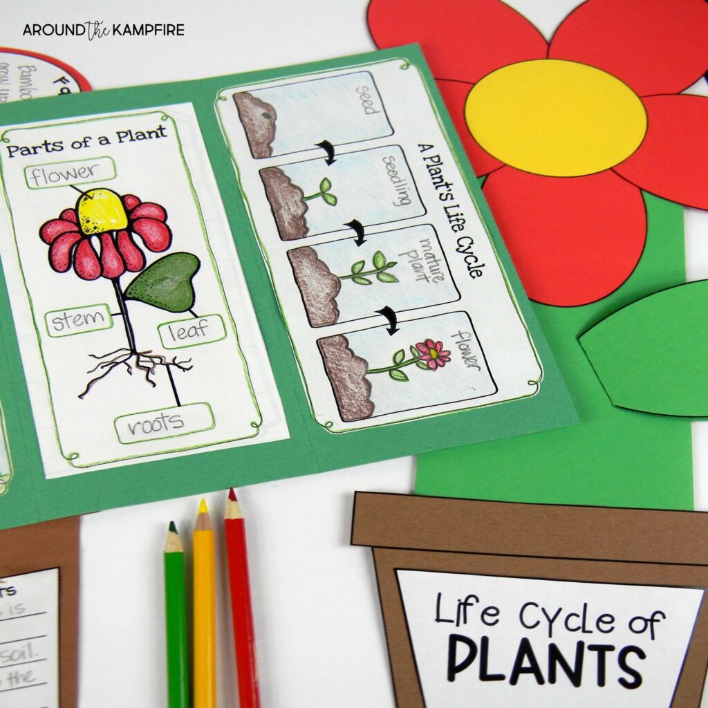 plant life cycle science lapbook 2nd grade