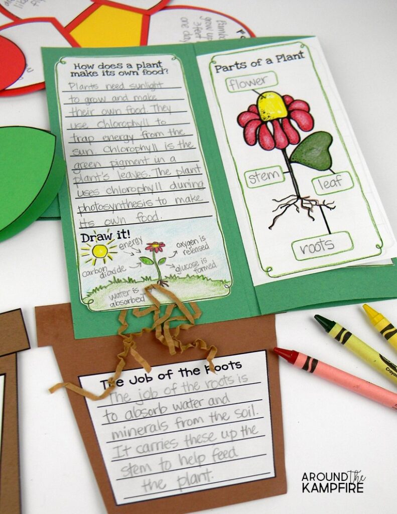 plant life cycle science lapbook