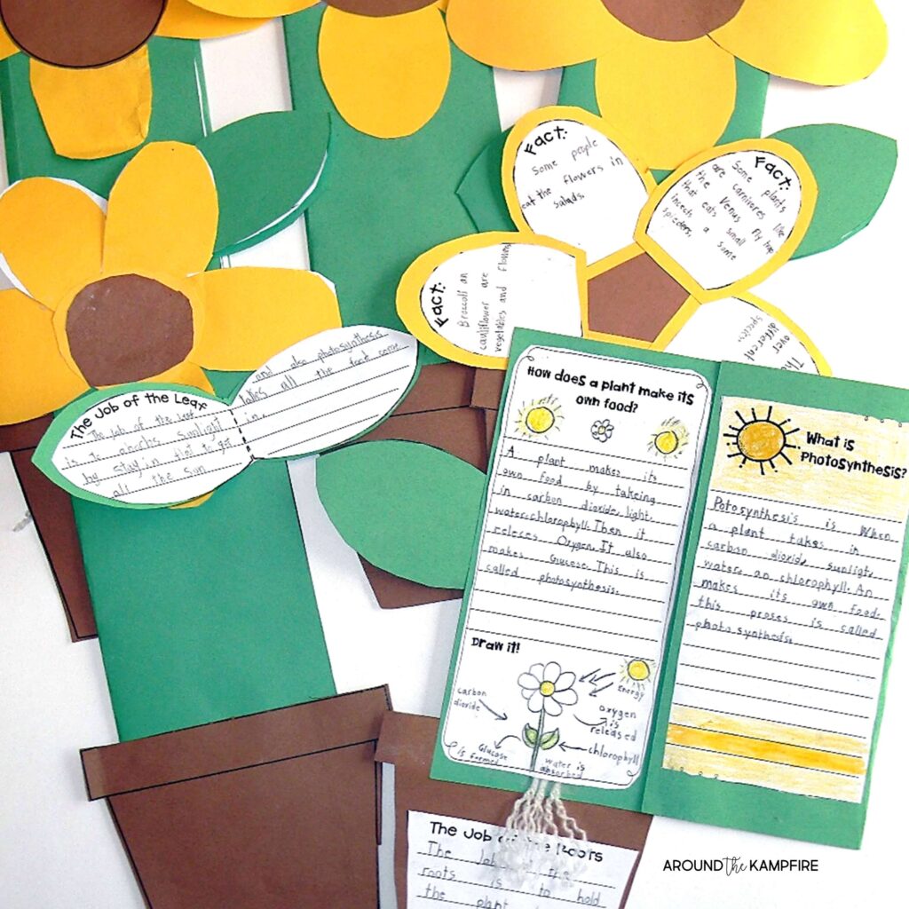 plant unit sunflower lapbook