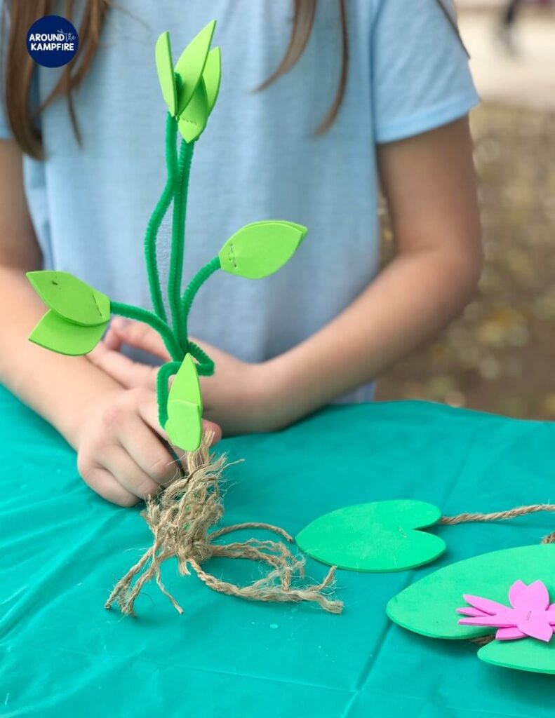 water plant adaptations model