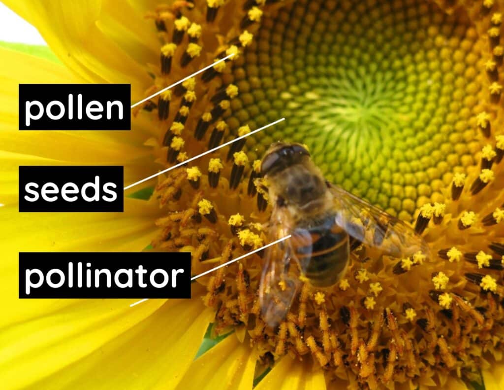 Nonfiction text feature-pollination diagram