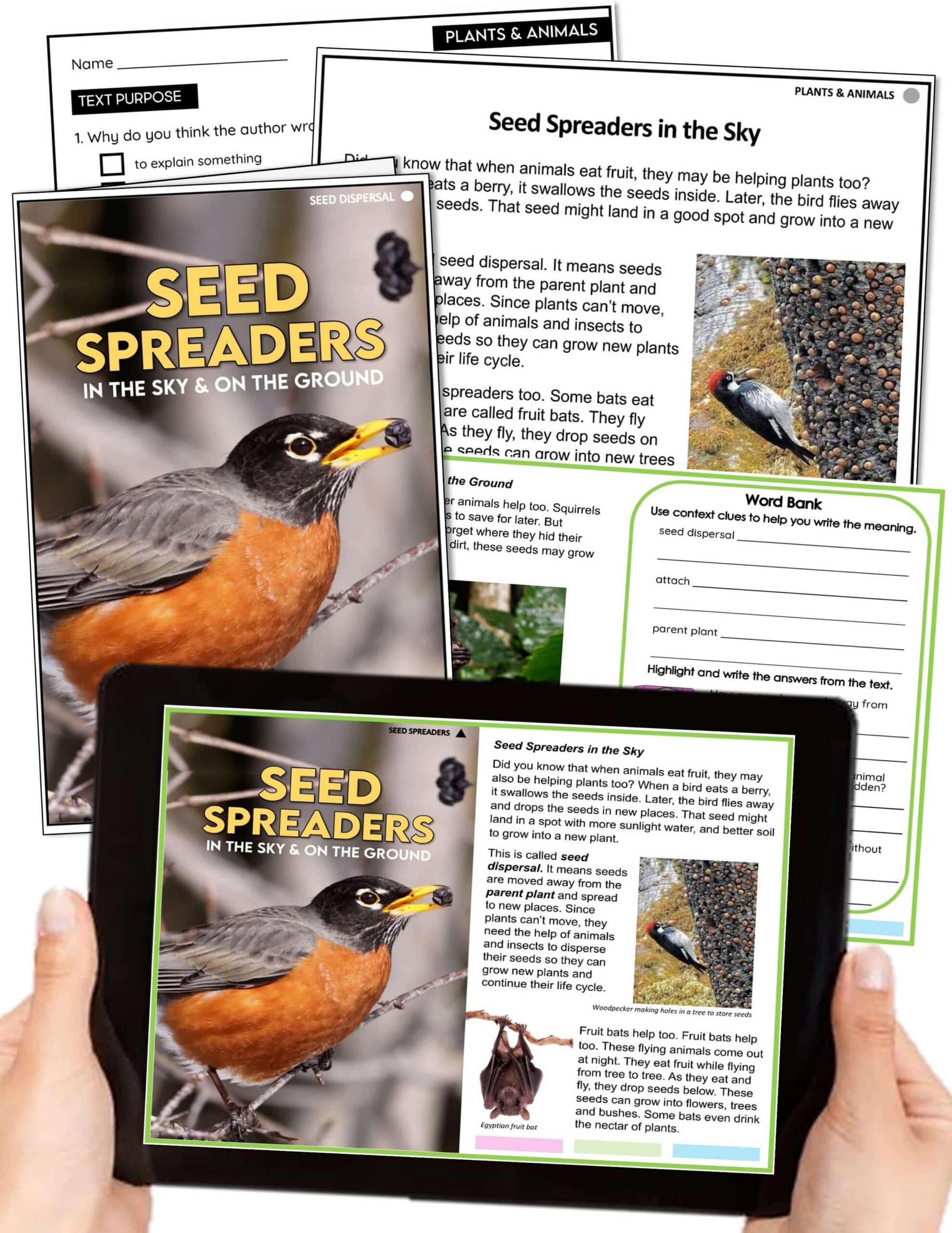 Picture of a robin on branch holding a seed on the cover of a booklet with worksheets